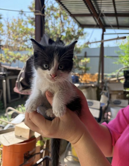 отдадим котят в хорошие руки