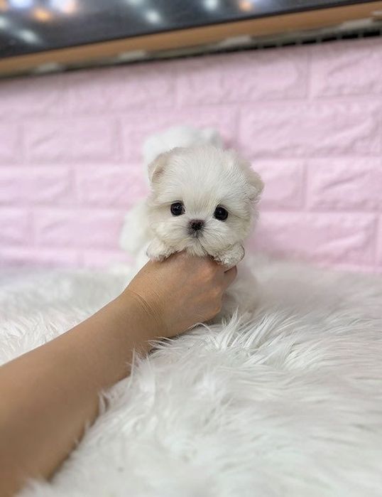 Bichon maltez mini toy