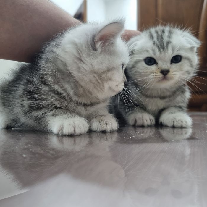 Продам шотландских котят
