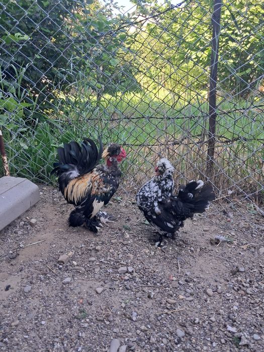 Vând o pereche de Struma Bantam de 1 an