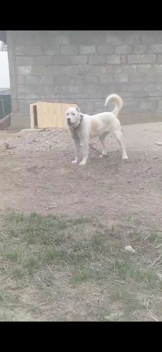 Алабай тобет САО