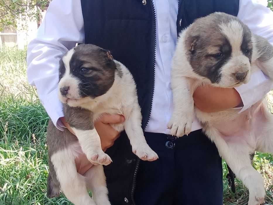 Алабай күшіктер сатылады