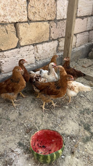 Продам курица срочно