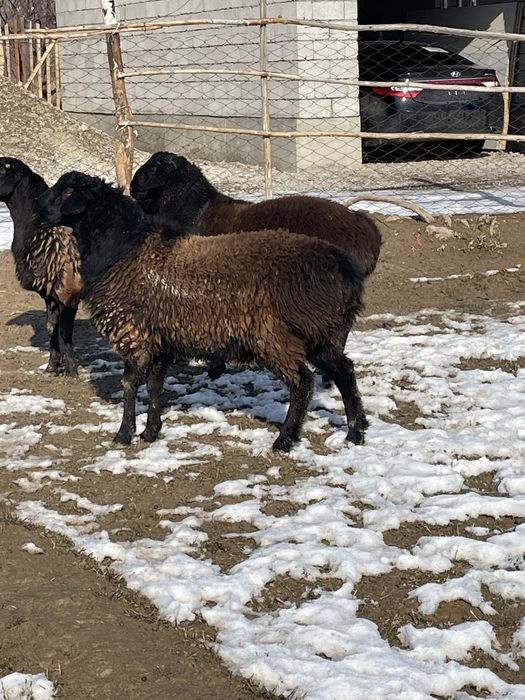 Қошқарлар сатылады