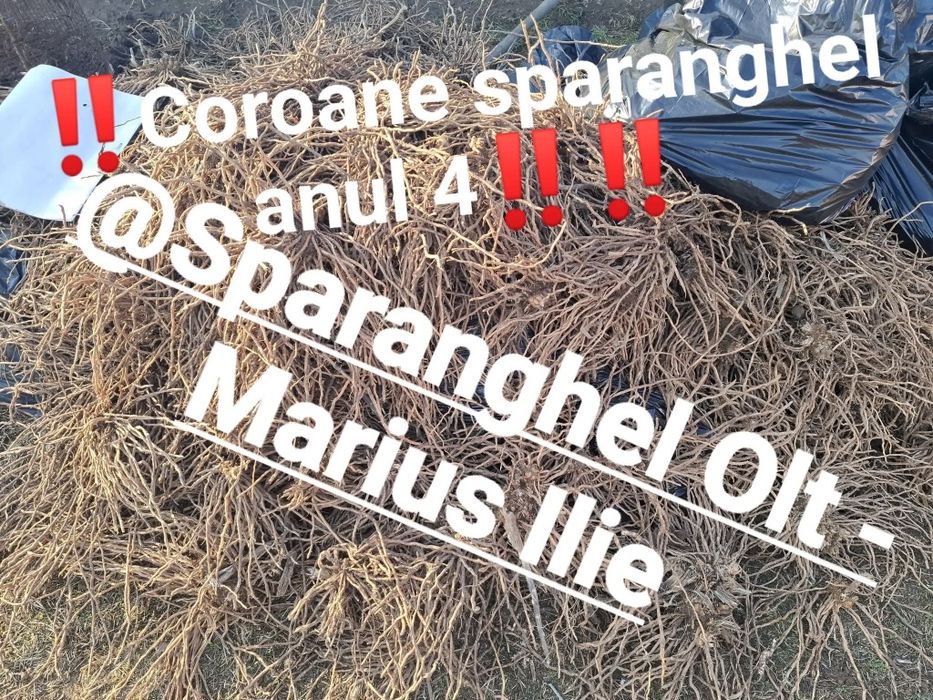 Radacini sparanghel anul 4 si anul 1