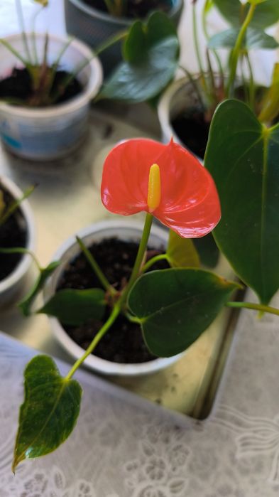 Продаются домашние цветы