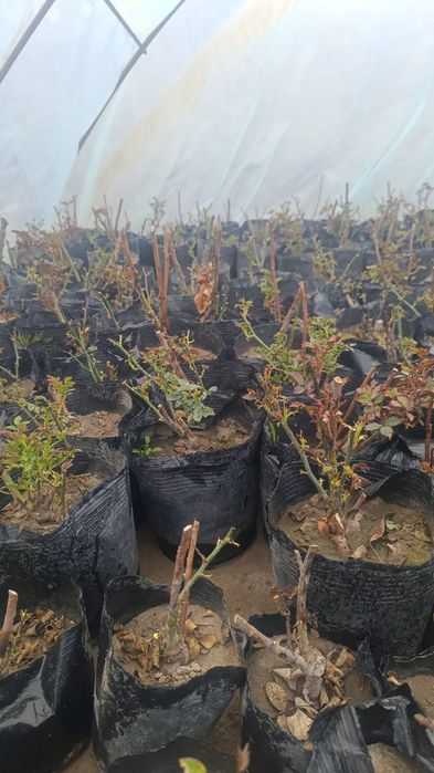 Продаются розы двулетние