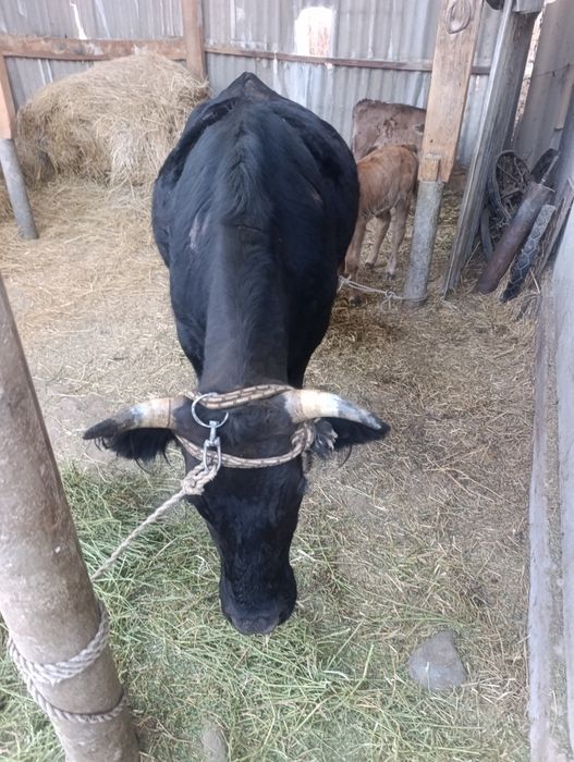 Продам корову с теленком