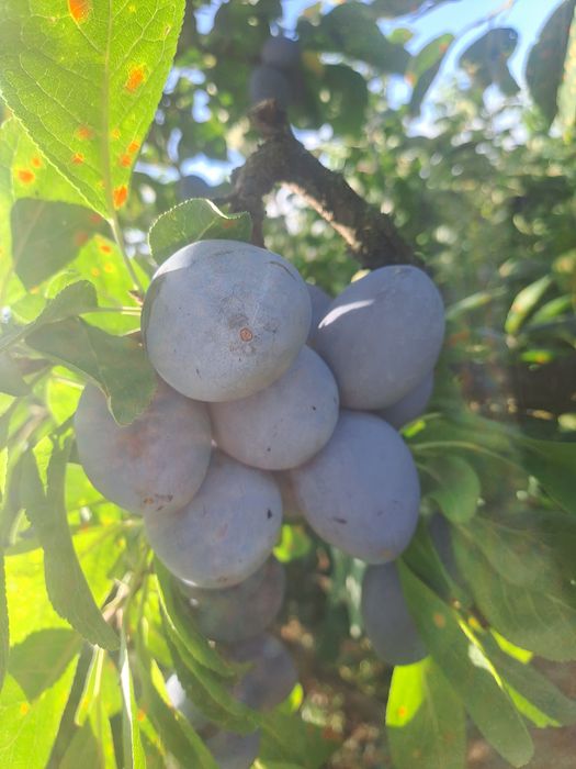 Prune de masă centenar