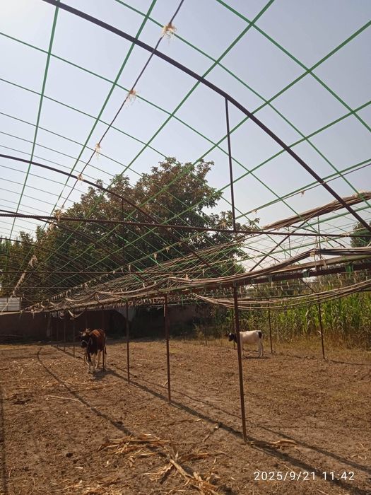 Иссикхона парник сирочна сотилади.