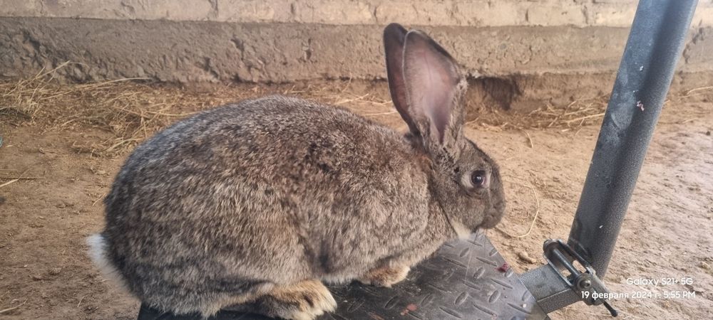 Flandir arkak quyonla