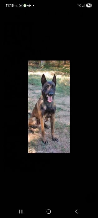 Кучета Белгийска Овчарка Малиноа