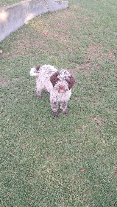 Лагото Романьоло