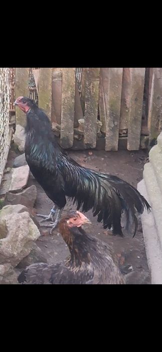 Familie Gaini Sumatra