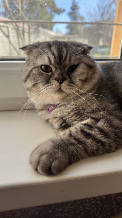 Продается кот скотиш фолд