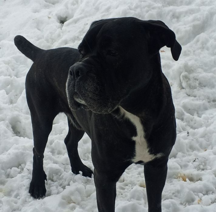 Ищем подружку для корсо