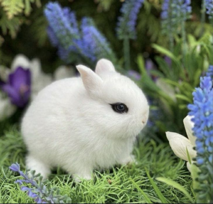 Karlikivi quyoncha 2 oylik 100 min dan