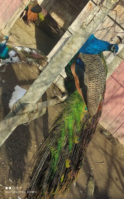 Pauni maturi 3-4 ani.  Pauni 1 an.   Pauni albi