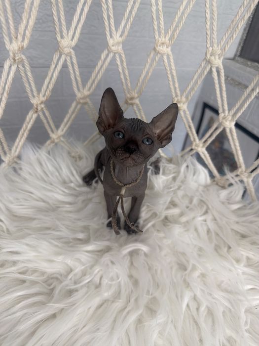 Sphynx Canadian pedigree si teste