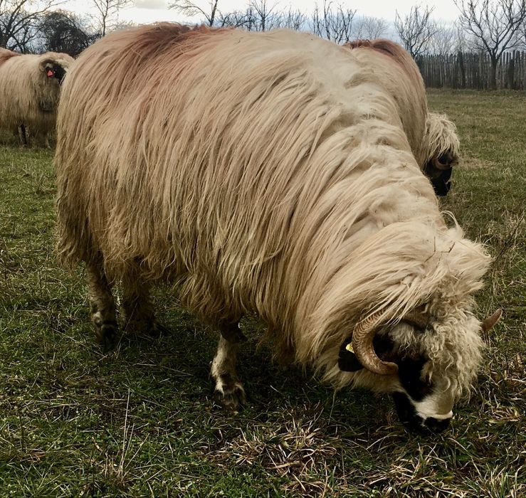 Oi breze de vânzare