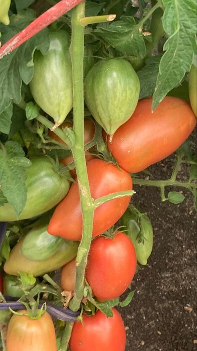 Продам домашние помидоры