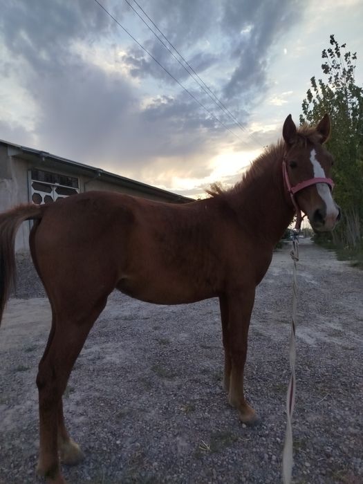 Sogʻlom hechqayerida nuqsoni yoq