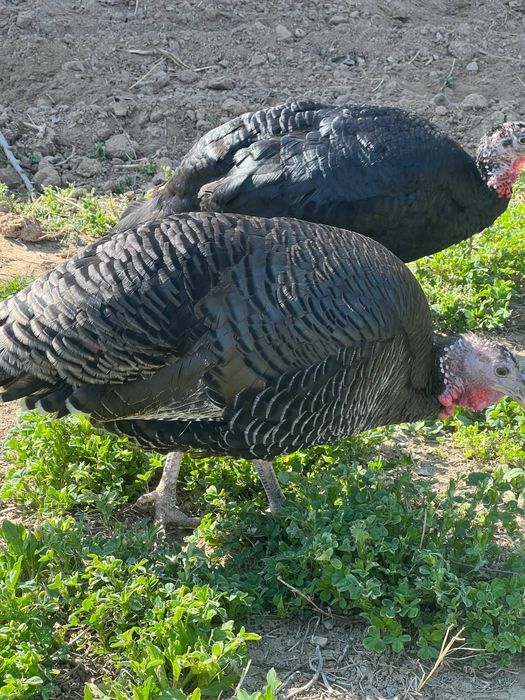 Курка сотилади обмен хам бор