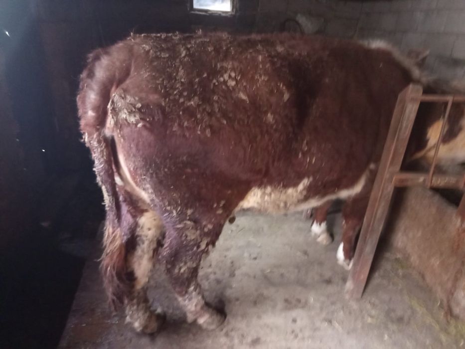 Продам срочно жирную большую тёлку на мясо