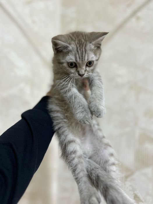 Scottish Straight Mushuk bolasi sotiladi