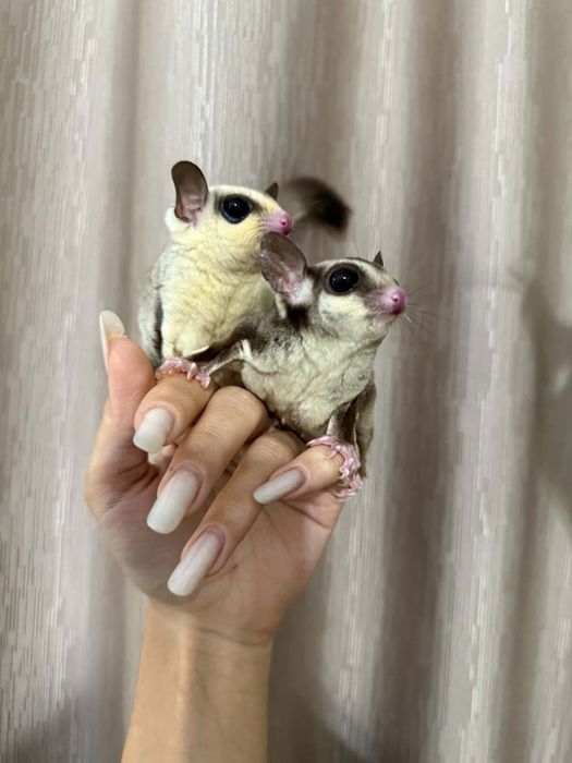 Veverita zburatoare- Sugar Glider