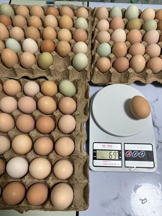 Продам инкубационные яйца