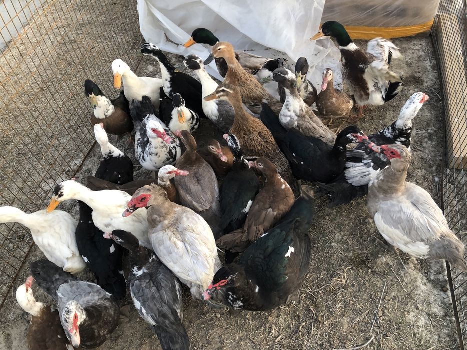 Уйрек индауткалар бар