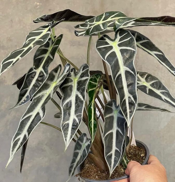 Комнатные растения