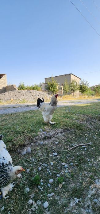 Brama gigant tovuklar tuxumlari sotiladi