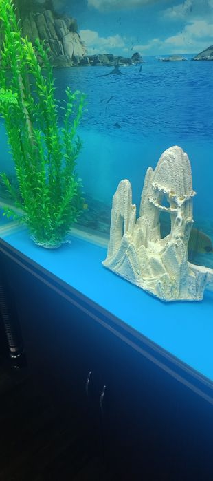 Аквариум аквариум