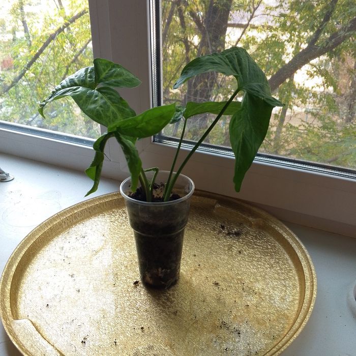 Продам сингониум мраморный