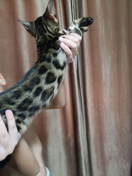 Продаются Бенгальские котята