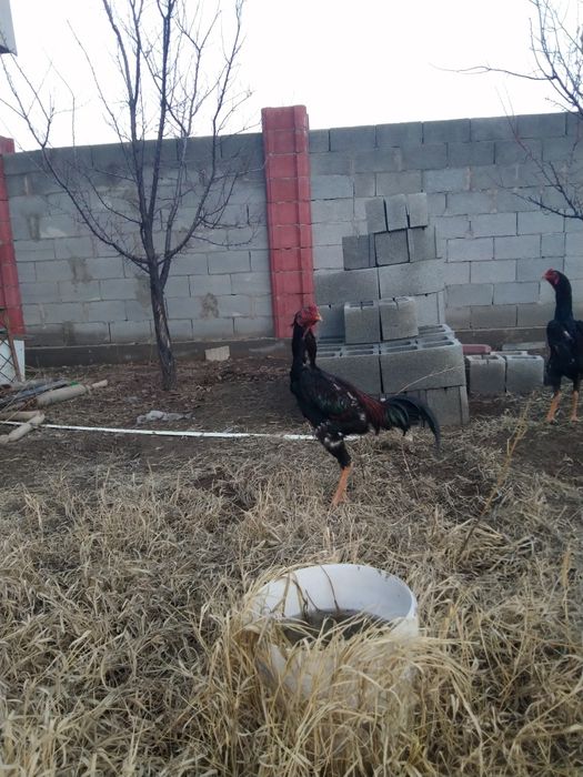 Дакан қораз сатам