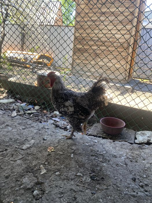 Қораз Әтеш Петух