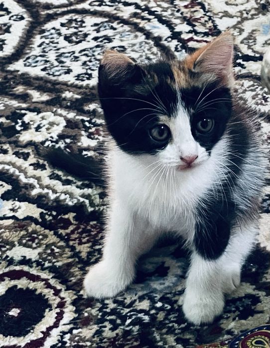 Котенок в добрые руки