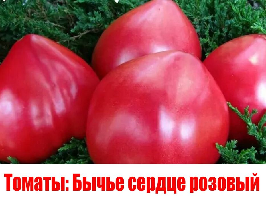 Продам рассаду огурцов и помидор