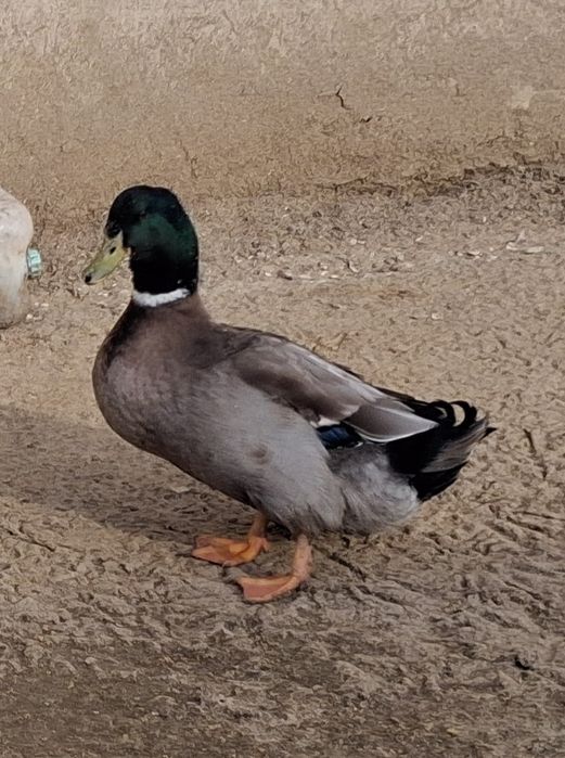 Уйрек Башкирский Утки