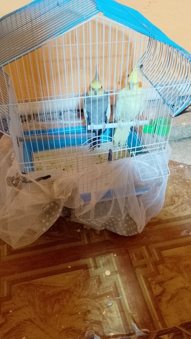 Папугай коралла пара комплект
