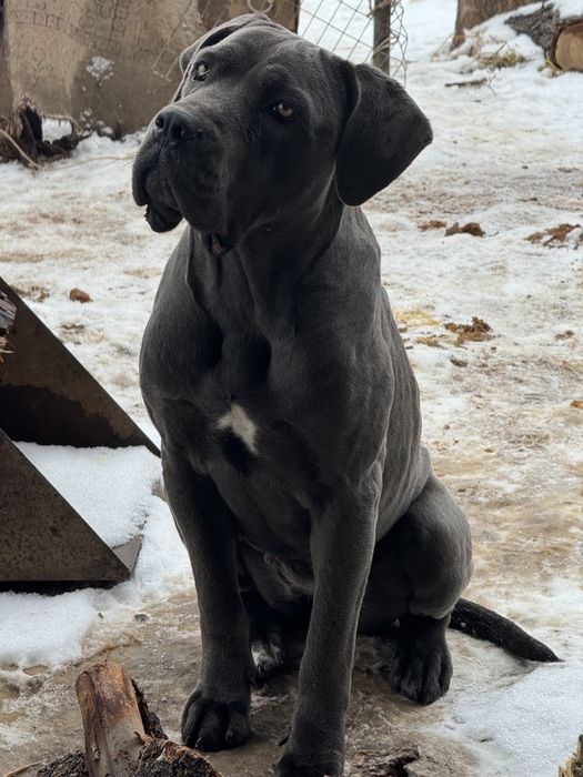 щенки кане корсо