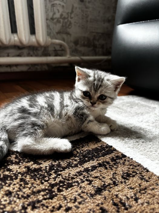 Продам котят, британцы