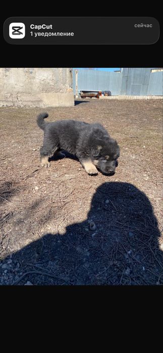 Щенок овчарка.