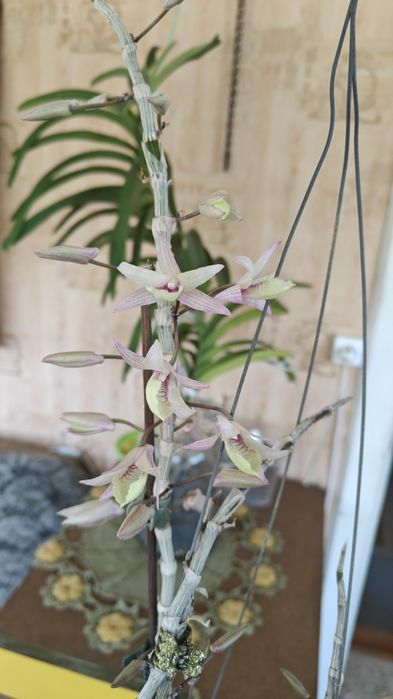 Варигатный дендробиум