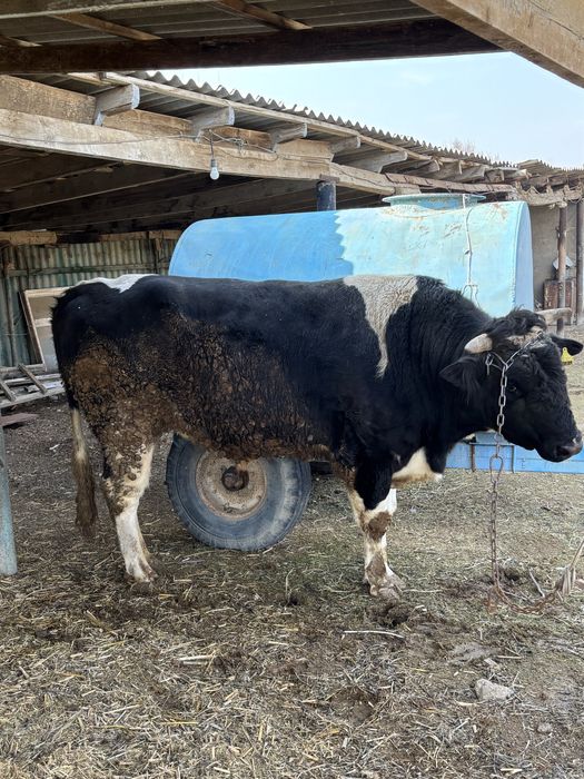 Осы өгіз сатылады