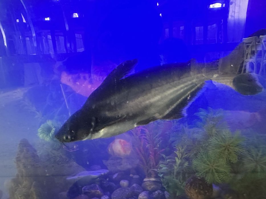 Продам аквариум с рыбками