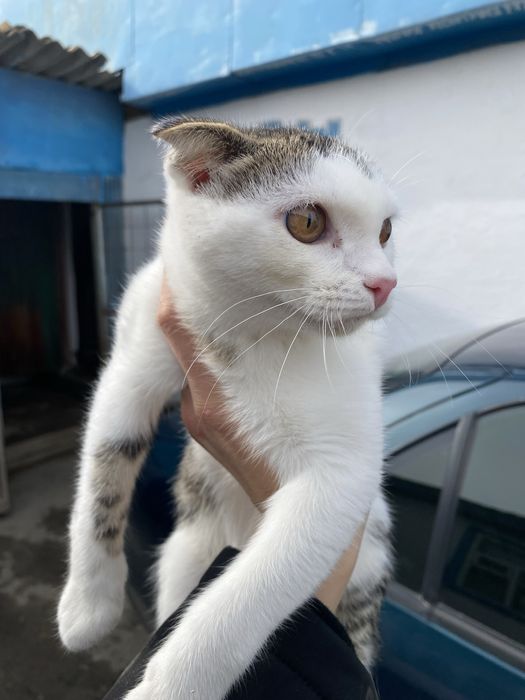 вислоухая кошка в добрые руки